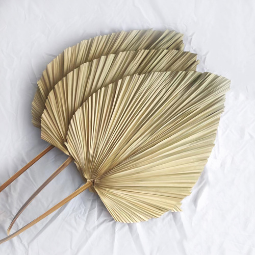 Palm Leaf Fan Manufacturer, Dry Palm Grass Home Wedding Decor Large Palm Fan Palm Leaves Plant Dry Flower Palm Leaf