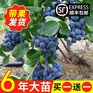 �{ݮ������{ݮ�����Ե��Թ��玧����ϱ����Nֲ�����۾G��ʯ����