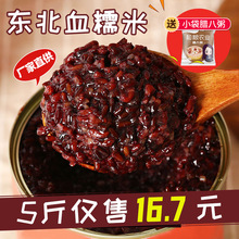紫米血糯米新米5斤正宗东北紫糯米包粽子饭团奶茶店专用黑糯米