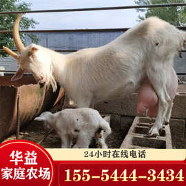 河南奶山羊出售,奶山羊羊羔,小奶羊 奶山羊哪个品种好
