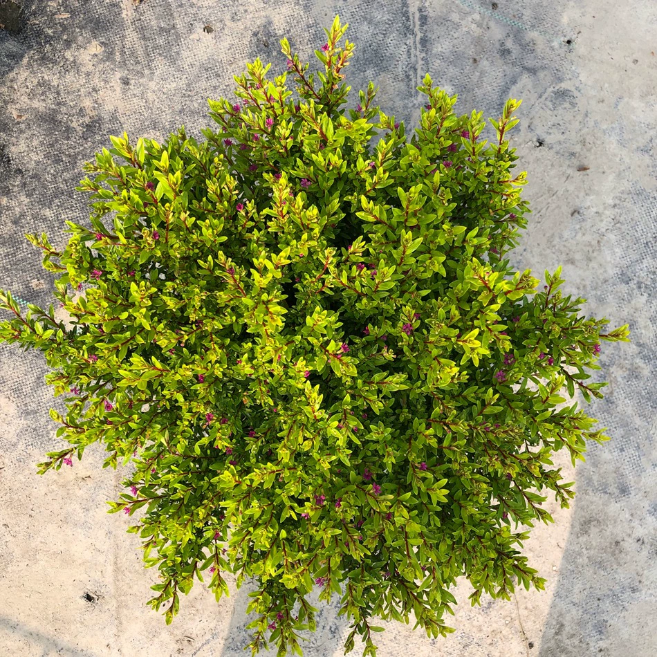 Золотой лист Гипсофила 2 галлона