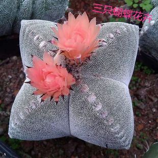 ���\��������[�P�������yɰ���������ֲ��M�ϾGֲ������������