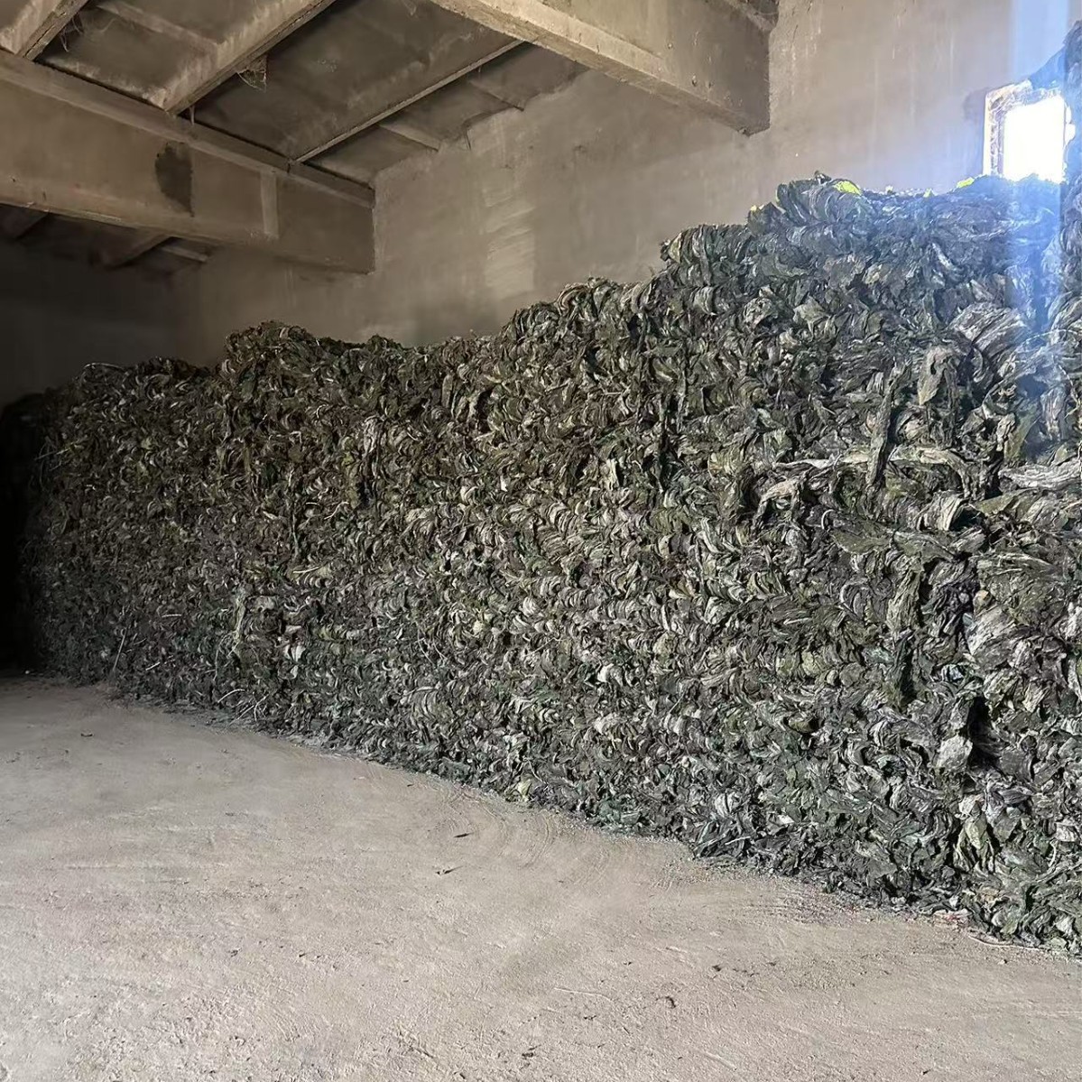 今年新鲜冷水海带干货散菜干源头工厂批发地摊货昆布厚片厚实