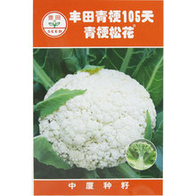 台湾丰田种子种籽青梗松花菜 60日70/80天有机花菜菜花耐热耐寒孑