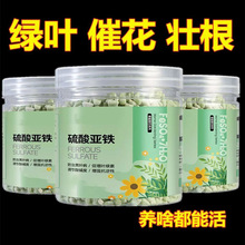 硫酸亚铁肥栀子花茉莉花富贵竹预防黄叶促生根通用型养花水溶肥料