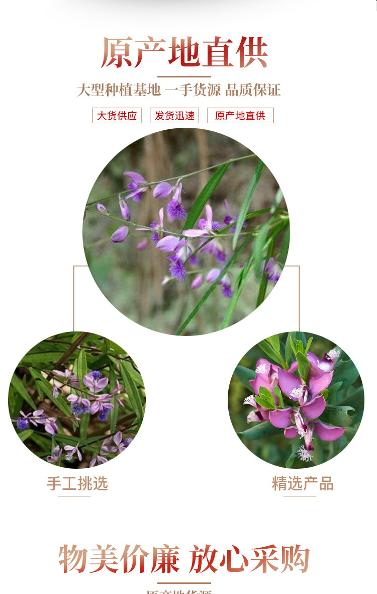 Dried Polygala Root Yuan Zhi 500g Traditional Chinese Herb for Decoction specifications