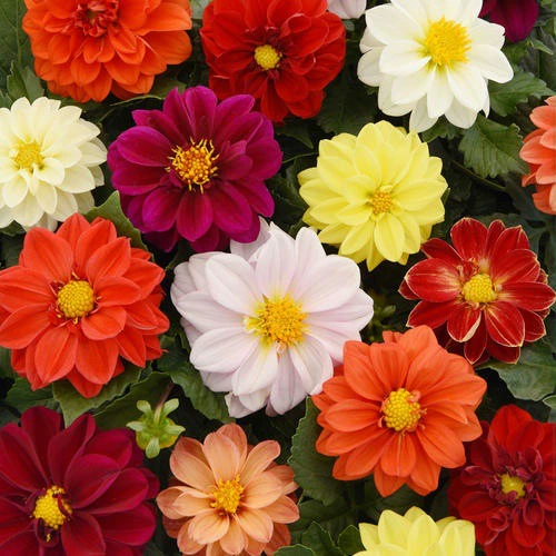 Семена лилии легко посеять двор открытый балкон подсолнух многолетние горшечные растения цветочные семена