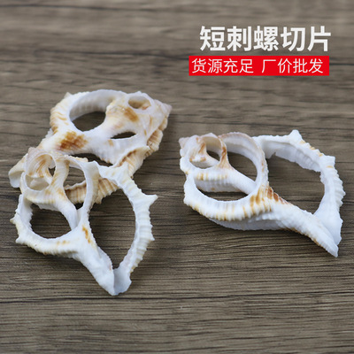 natural shell Conch manual section sea cucumber specimen clothes parts DIY Necklace Arts and Crafts Material Science wholesale