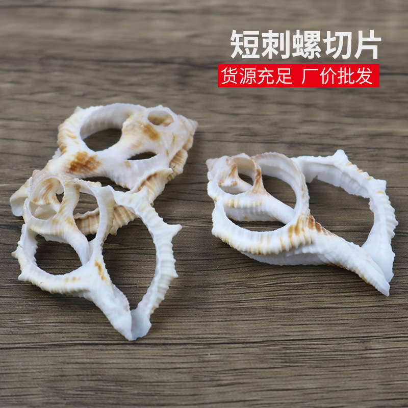 natural shell Conch manual section sea cucumber specimen clothes parts DIY Necklace Arts and Crafts Material Science wholesale