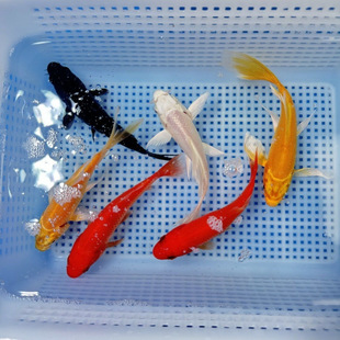 �\�����N�\���ײͽM���bС�~���ͺ�����ؔ�~��ɫ�\������ˮ�^�p�~