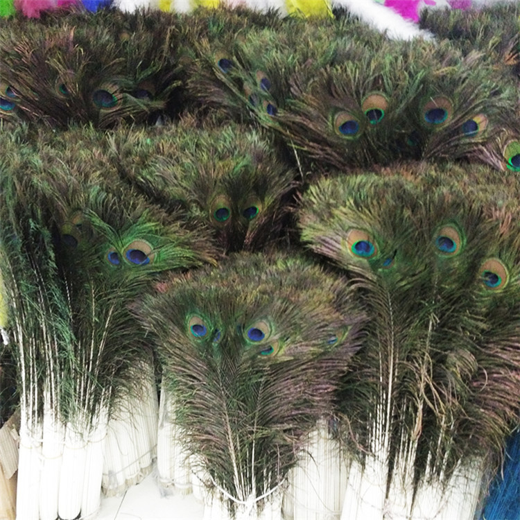 孔雀毛13