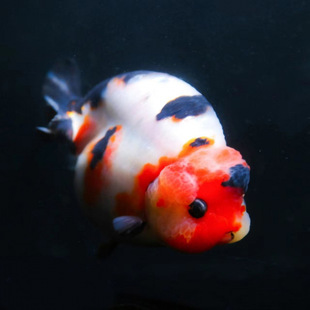 �m�۽��~���l�^�p�~���B�ͻ��ԁ�ˮ�B��ѻ�ˮī�����廨�~����]