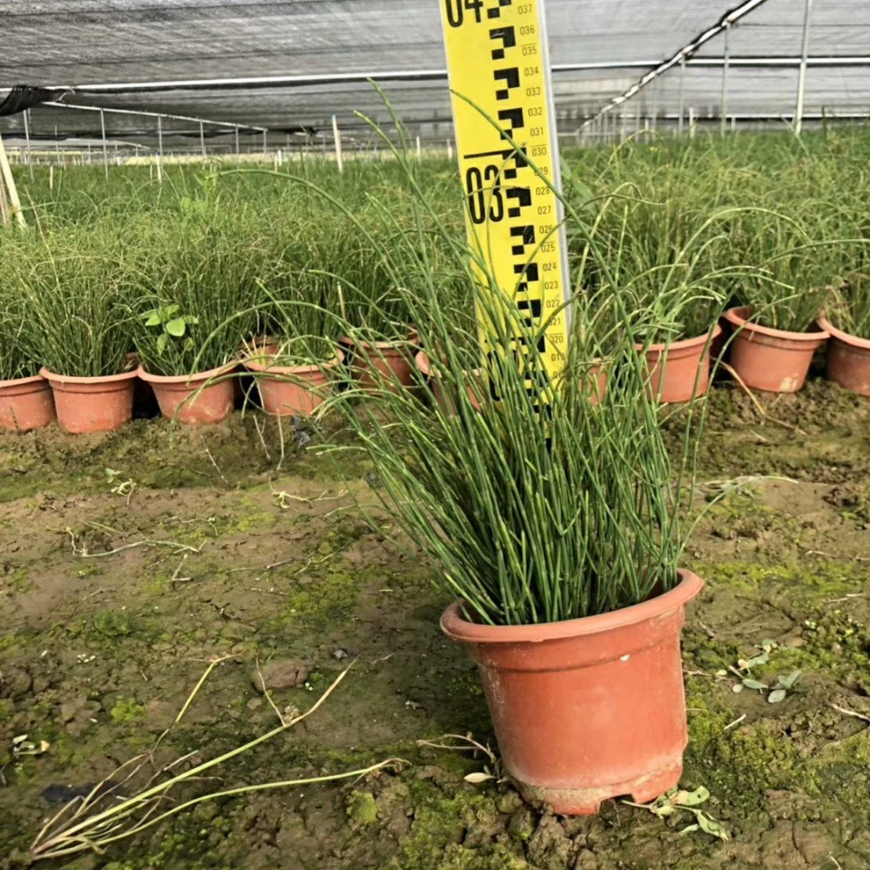911 поставка древесных воров 30-70 см высоких горшечных саженцев многолетних вечнозеленых травяных растений базы прямых продаж