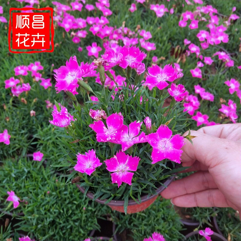 Большое количество инженерных саженцев поставляется с европейской базы Dianthus caryophyllus в Шаньдуне Цинчжоу.