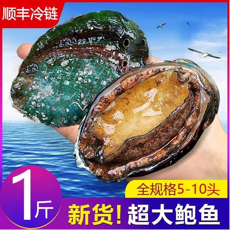 【一斤装】新鲜超大鲍鱼鲜活冷冻黄金鲍鱼九孔鲍海鲜水产商用批发