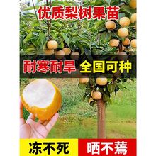 ����������޽�������ͥԺ�����ش��ϱ����Nֲ�����ͺ�����Y��