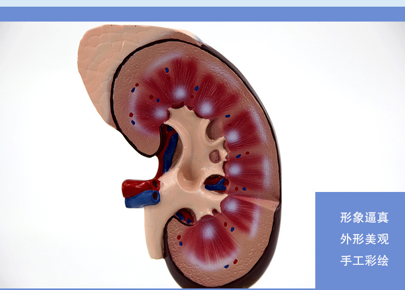 肾脏解剖模型_07.jpg