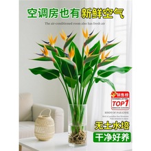 天堂鸟水培植物绿植室内盆栽客厅办公室桌面盆景鹤望兰四季好养活