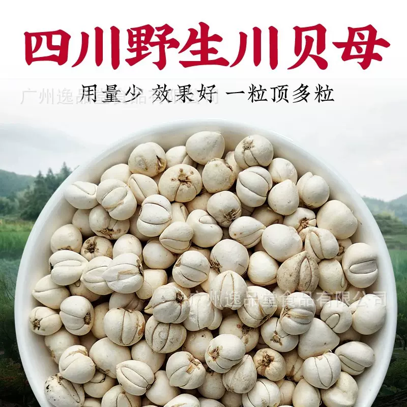 野生川贝阿坝川贝母材全怀中抱月尖贝松贝母可磨贝母粉无硫熏批发