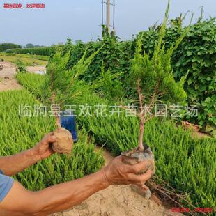 С���������ݻ��س��G��ľ�ͺ��G�hɫ�K��·���x��ͥԺ�G��������