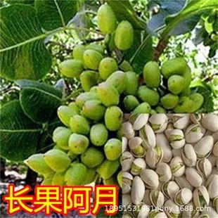 �L���G���_�Ĺ����ϱ����Nֲ���箔��Y���_�Ĺ��������԰�����