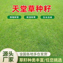 天堂草种子 低矮型草坪籽 耐践踏型小区公园庭院绿化草籽草坪种子
