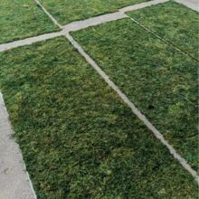 ����̦�\��̦�����ƺֲ������G��̦�b����쾰��̦�\��Ƥ�辰