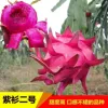 Zishan Huolongguo, 15 лет, 3 шт., 1♀/2♂