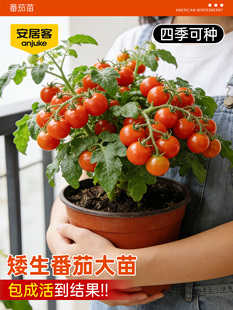 ���ӿͷ����������԰������t���߲˲���С�}Ů���N���̨�Nֲ���l