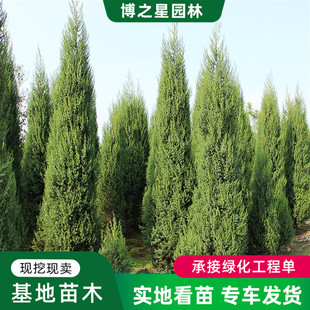 �u�������l���̾G����ľ��u�е��� �L����ͥԺ��ľ������