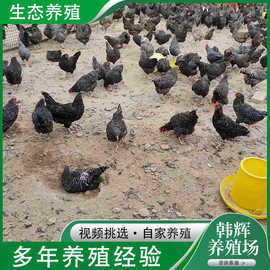 我厂主营芦花鸡苗青年芦花鸡苗快产蛋芦花鸡产蛋中芦花鸡常年有售