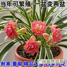 金边吊兰盆栽开花办公室客厅四季开花水土源头工厂一件批发亚马逊