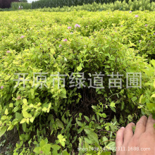 批发园林绿化植物金山绣线菊绿篱容器杯苗金山绣线菊花灌木树苗