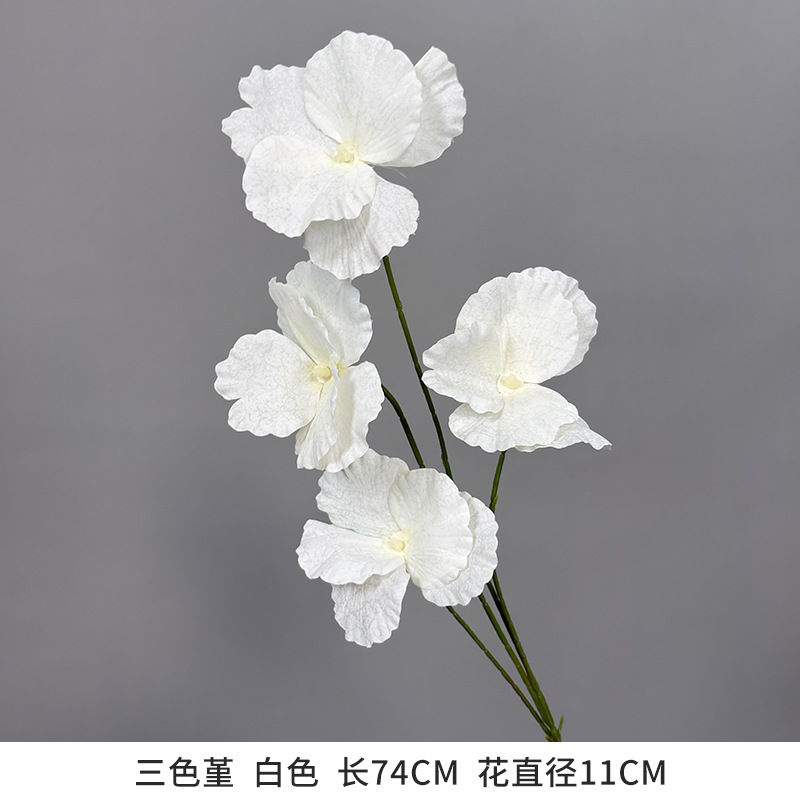 Pansy white