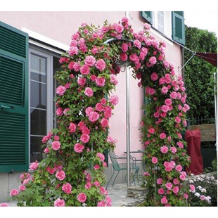 һ�����l���ٚW���Nޱ�����ٱ��¼�����ͥԺ�e��ֲ�ﻨ�������辰