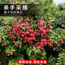 荔枝树种子果树种籽桂圆种子鲜甜可口四季可播营养丰富常绿乔木