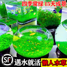 生态瓶免打理diy微景观玻璃鱼缸小型水培水草种子自循环造景