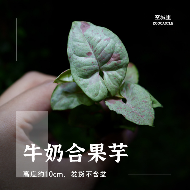 「空城里」蕨类植物铁线蕨苗马耳蕨银线鸟巢圣诞心愿苔藓微景观