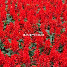 һ���t�N�ӻ���  ���⻨��  �ļ��׷N�҃��̨���Ի���ֲ�ﻨ��