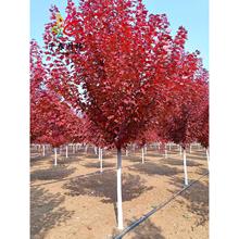 美国红枫树苗庭院园林耐寒彩叶风景大树红点红冠秋火焰北美红枫苗