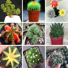 ������M��Ⱥ�����^���Զ���ֲ�ﻨ���k���҃ȾGֲ���������ƽ���