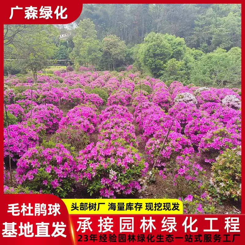 毛杜鹃球苗 园林道路工程绿化灌木球苗基地 庭院花园绿植苗木批发