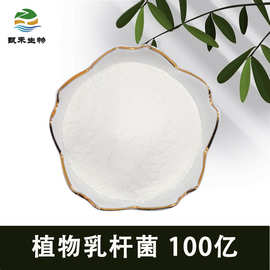 植物乳杆菌100亿益生菌冻干粉 乳酸菌粉 益生菌原料 食品添加