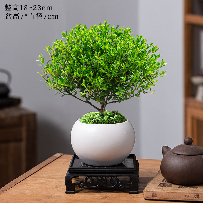 고급 작은잎 피니큘라 + 백옥 원형 도자기 화분 + 수지 사각 트레이 + 비료 [무료 이끼]