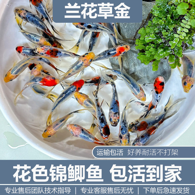 Orchid grass, golden koi, ornamental fish, cold-water fish, easy to care for, hardy, Chinese-style freshwater fish, suitable for beginners Orchid grass, golden koi, ornamental fish, cold-water fish, easy to care for, hardy, Chinese-style freshwater fish, suitable for beginners