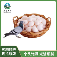 农场直销鸽子光蛋美味儿童孕妇老人丰富有机蛋白散养儿童孕妇适用