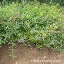 BNͺBN҃ȻֲSϻBN@־GBN