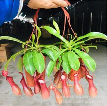 猪笼草植物盆栽垂吊食虫草捕蝇草吊兰捕蚊绿植创意送礼趣味花卉