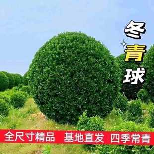 Large-Leaf Holly Ball, Evergreen Ground Plant, Cold-Resistant Boxwood Ball Plant, Flower Ball-Shaped Courtyard Wall, Fence Tree Green