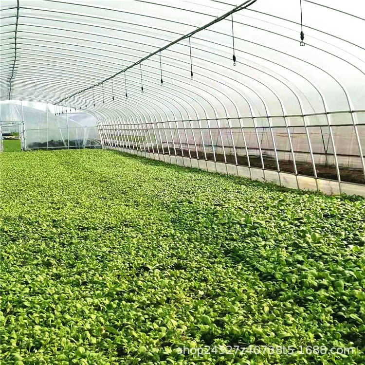 云浮简易蔬菜大棚 智能连栋薄膜温室大棚 钢架日光连栋大棚